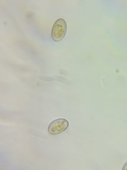 Pseudosperma friabile