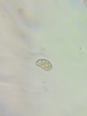 Pseudosperma friabile