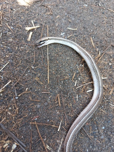 Schmidt's Green Racer
