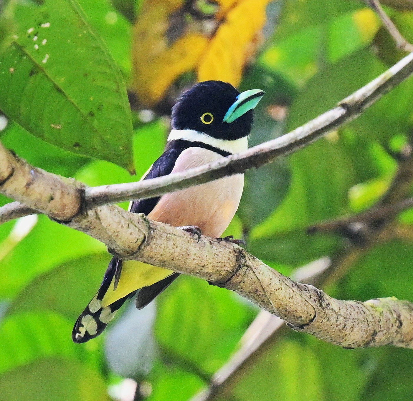 Black-and-yellow Broadbill