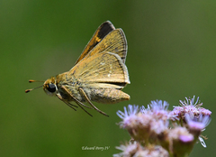 Hesperia attalus slossonae