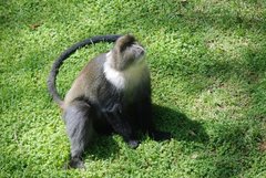Cercopithecus mitis kolbi