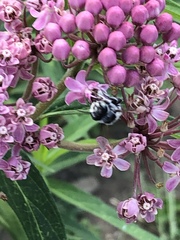 Litomegachile