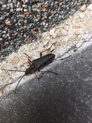 Stenocorus meridianus