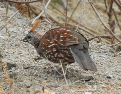 Callipepla douglasii
