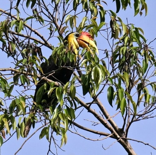 rhabdotorrhinus corrugatus