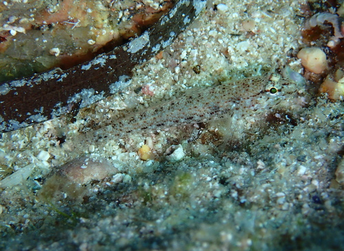 Gobius incognitus