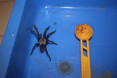 Selenocosmiinae