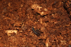 Labochirus tauricornis