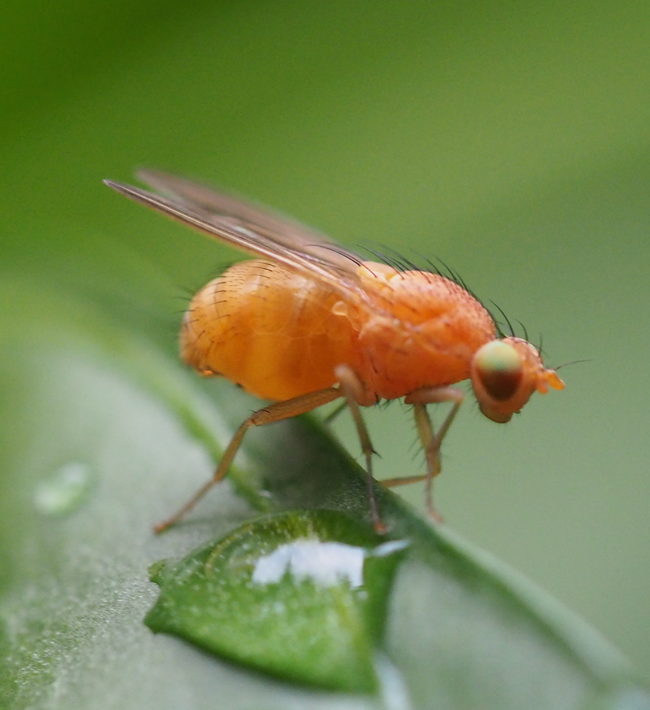 Sapromyza quadricincta