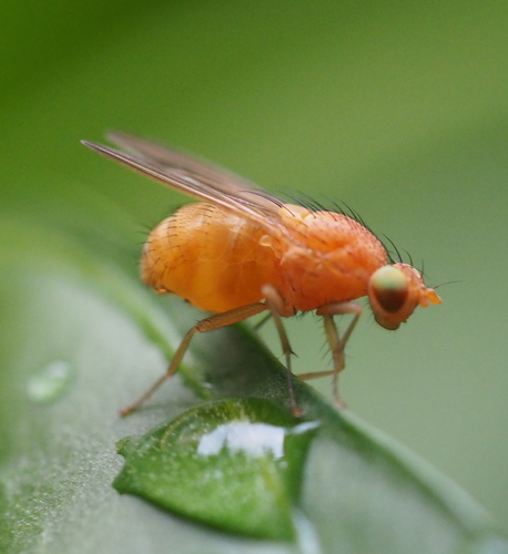 Sapromyza quadricincta