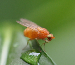 Sapromyzosoma quadricincta