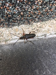 Stenocorus meridianus