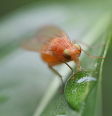 Sapromyzosoma quadricincta