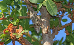 Cicada cretensis