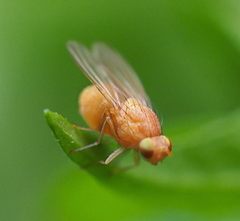 Sapromyzosoma quadricincta