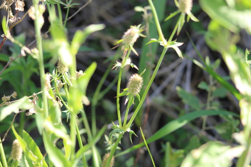 Eryngium coronatum, photograph 2