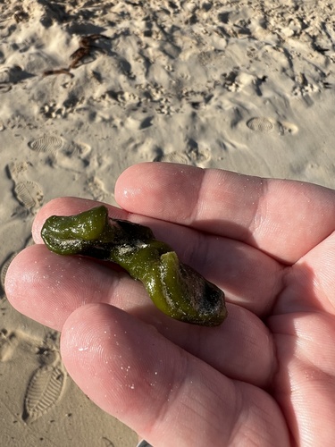 Codium arabicum observed 2024-12-09