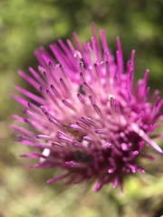 Cirsium andersonii