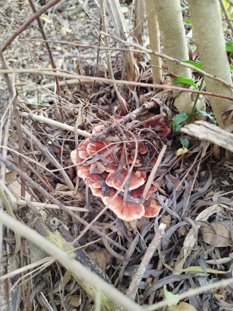 Abortiporus biennis · June 2024 · photo: © seba_fornes (iNaturalist, cc-by)