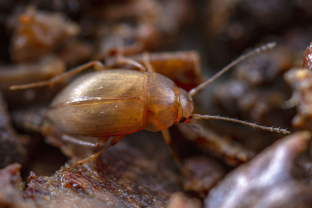 Eunemadina