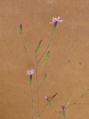 Lessingia micradenia micradenia