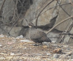 Galloperdix lunulata