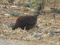 Galloperdix lunulata