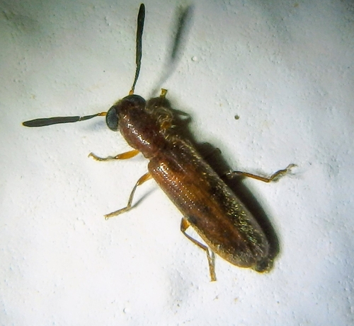 Teloclerus compressicornis