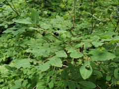 Lonicera nigra