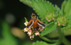 Trichopoda pictipennis