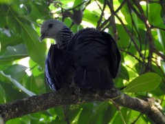 Columba elphinstonii
