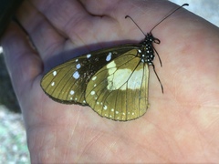 Amauris albimaculata