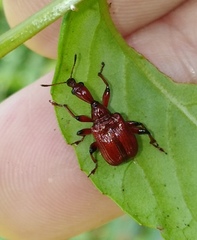 Paratrachelophorus nodicornis