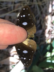 Amauris albimaculata