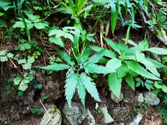 Cardamine glanduligera