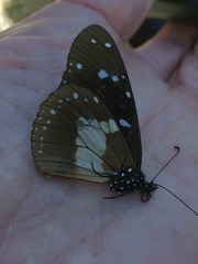 Amauris albimaculata