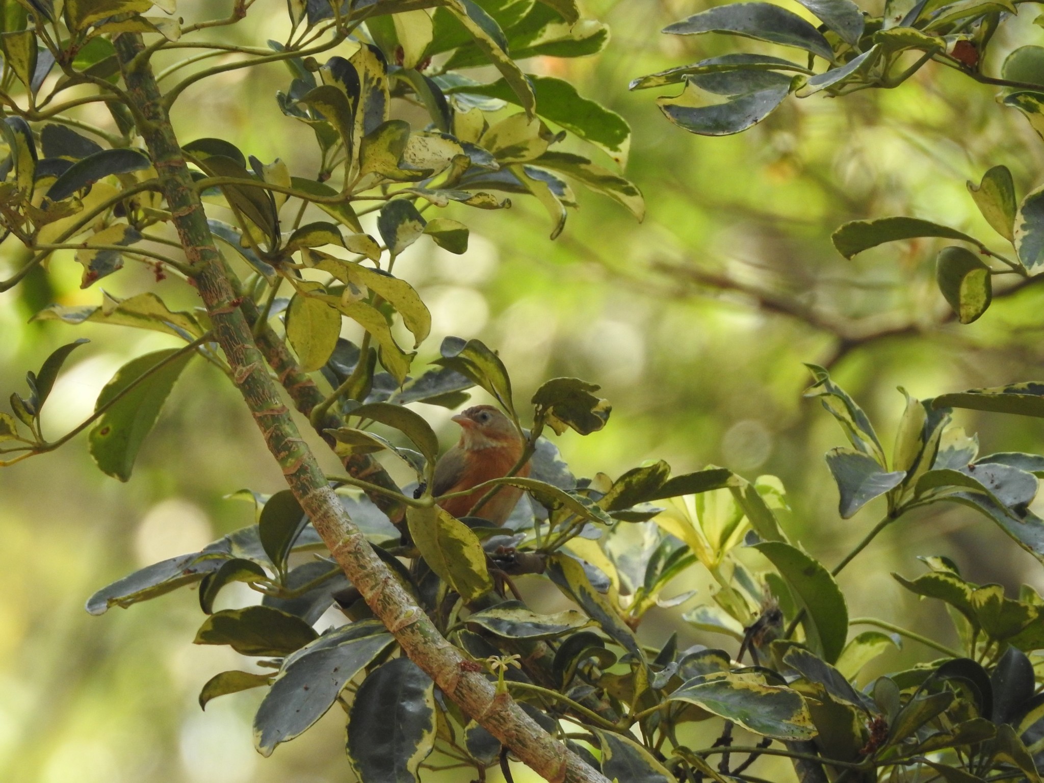 Tawny-bellied Babbler