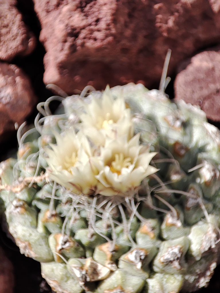 Strombocactus disciformis disciformis in December 2024 by Pasicam ...