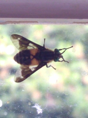 Chrysops caecutiens