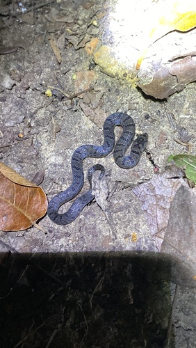 Tamaulipan Hook-nosed Snake