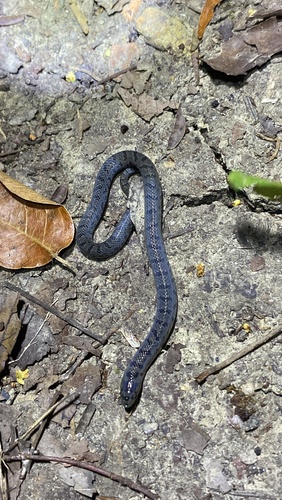 Tamaulipan Hook-nosed Snake