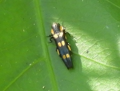 Agrilus xanthonotus