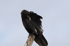 Corvus corone