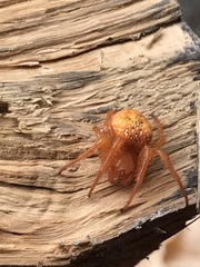 Araneus iviei