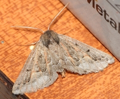 Drepanogynis intricata