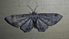 Phazaca interrupta