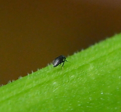 Tetracneminae