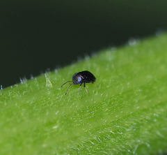 Tetracneminae