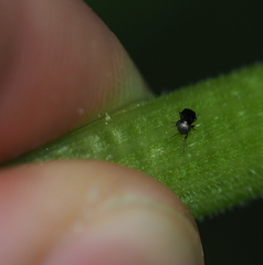 Tetracneminae